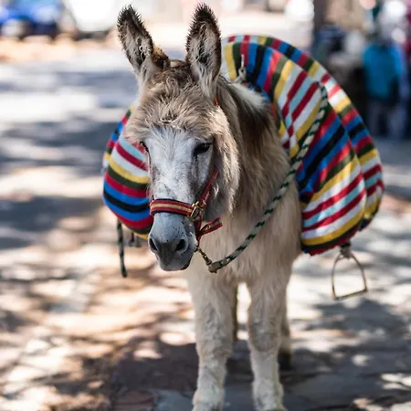 Vivelorural Casa Pepe Vistas A La Montana, Feriehus *